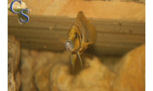 Altolamprologus compressiceps gold